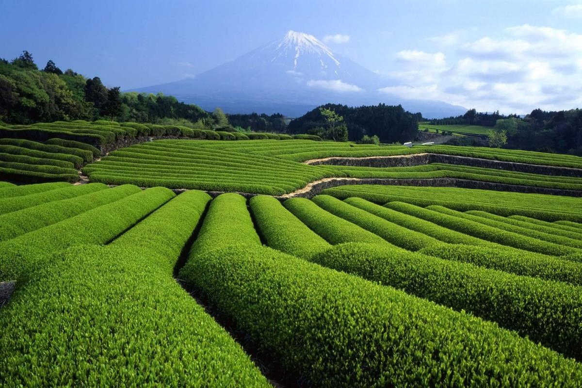 Japan | Leaf Tea